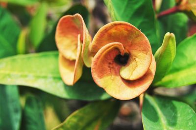 Close-up of flower