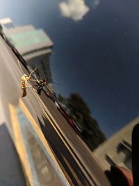 Blurred motion of insect on glass window