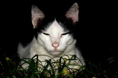 Close-up portrait of cat against black background