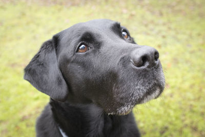 Close-up of black dog