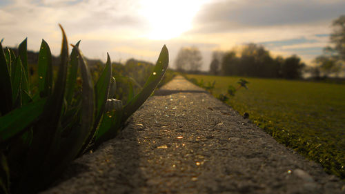 Close-up of plants growing on field at sunset