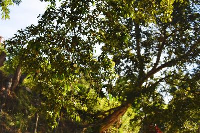 Low angle view of trees in forest