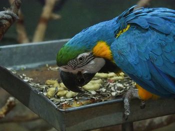 Close-up of parrot perching on branch