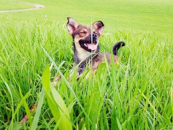 Portrait of dog on grass