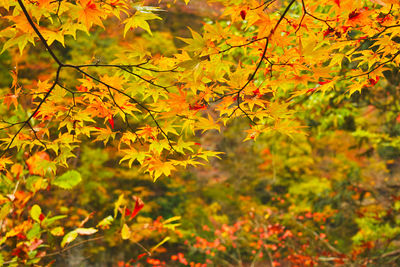 Close-up of yellow maple leaves on tree