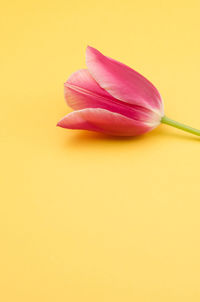 Tulip on a yellow background