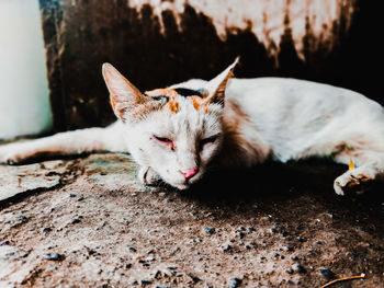 Close-up of a cat sleeping