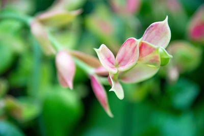 Close-up of pink flowering plant