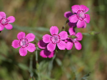 Close-up of pink flowering plant