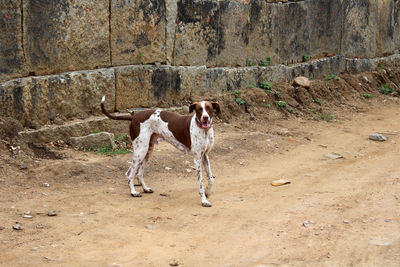 High angle view of dog standing on land