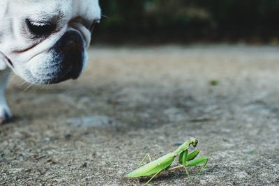 Close-up of dog looking at praying mantis