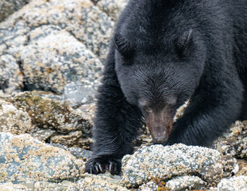 Close-up of black cat on rock