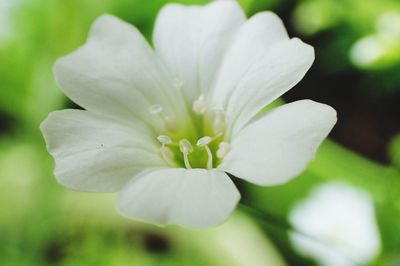 Close-up of white flower blooming outdoors