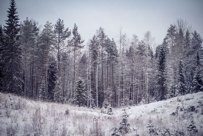 Trees in forest during winter