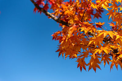 Low angle view of maple tree against clear blue sky