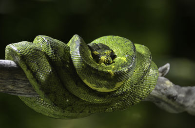 Close-up of lizard on tree