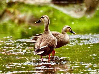 Ducks on a lake