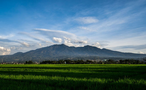 Scenic view of field against sky