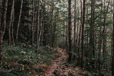 View of trees in forest