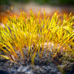 Close-up of yellow flowering plant on field