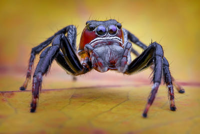 Close-up of spider