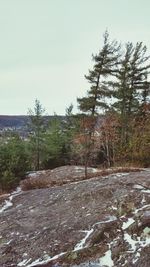 Trees in forest against sky during winter