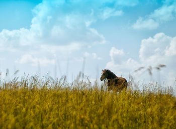 Plants on grassy field against sky