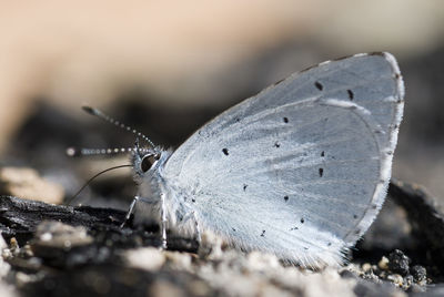 Close-up of butterfly