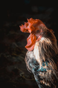 Close-up of rooster