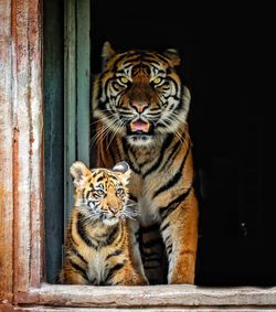 Close-up of tiger