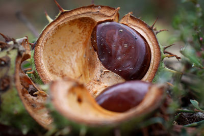 Close-up of chestnuts