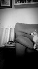 Close-up of cat sitting on sofa at home