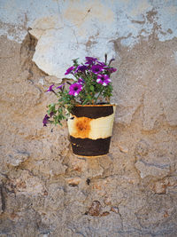 Close-up of potted plant against wall