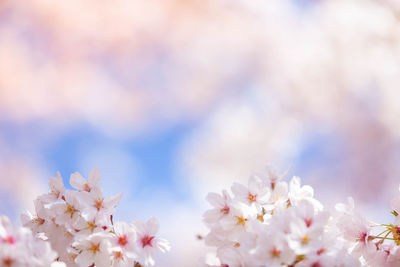 Close-up of cherry blossom