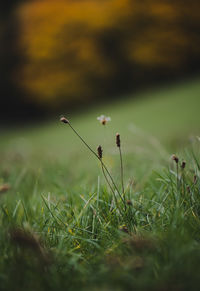 Close-up of mushroom growing on field