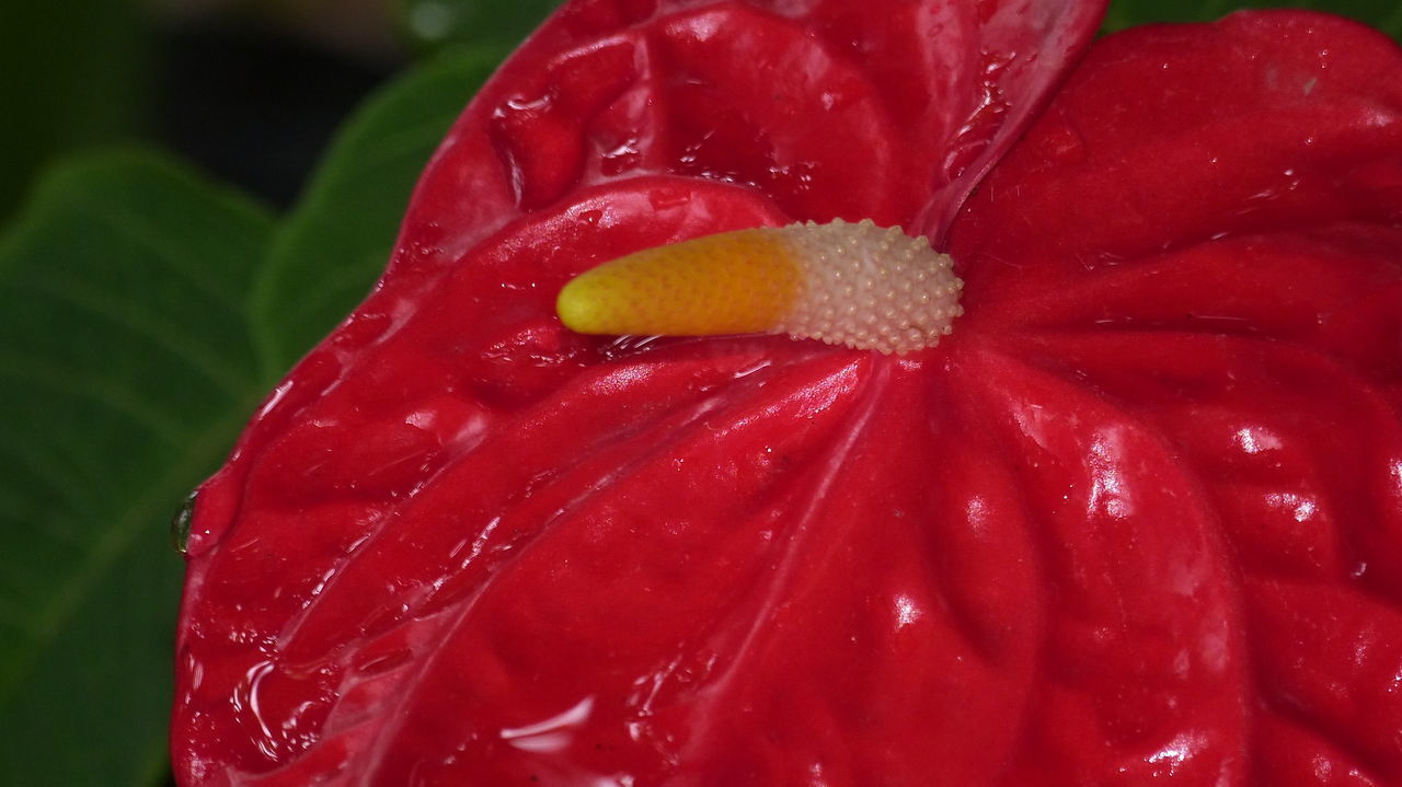 CLOSE-UP OF WATER DROPS ON RED ROSE FLOWER