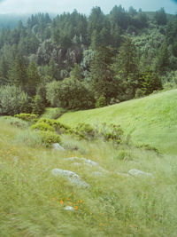 Scenic view of trees growing on field