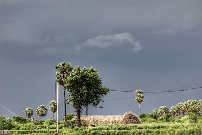 Palm trees against sky