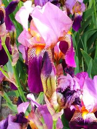 Close-up of purple flowers