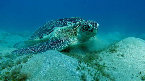 Big green turtle on the reefs of the red sea. green turtles are the largest of all sea turtles. 