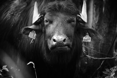 Close-up portrait of a black water buffalo
