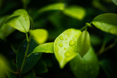 Close-up of raindrops on leaves