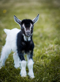 Portrait of rabbit on field