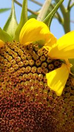 flowering plant