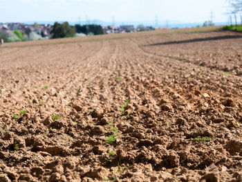 Scenic view of agricultural field