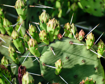 Close-up of insect on plant