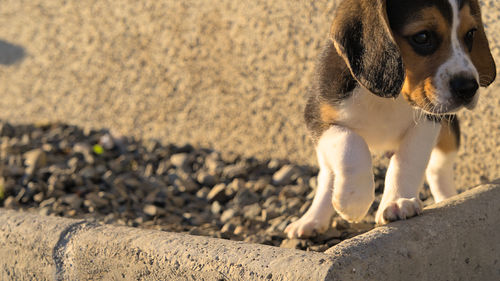 pet