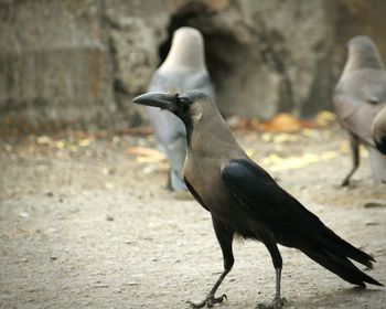 Close up of a bird