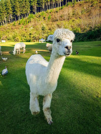 Sheep standing in a field