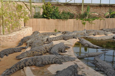 Crocodiles  relaxing in park